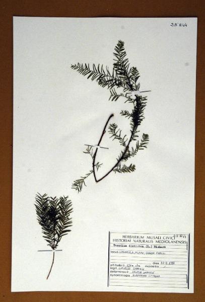 Taxodium distichum (L.) Richard
