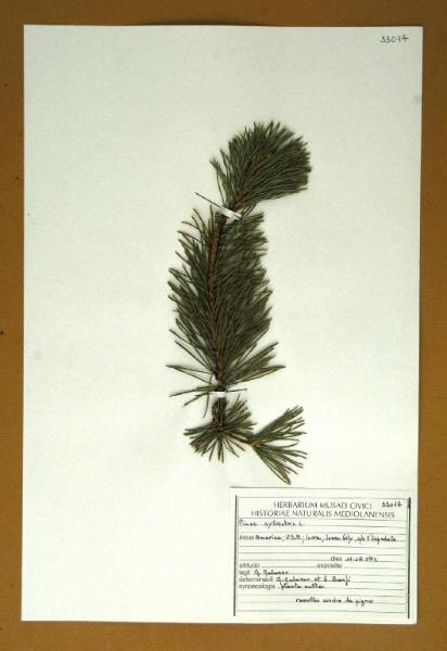 Pinus sylvestris L.