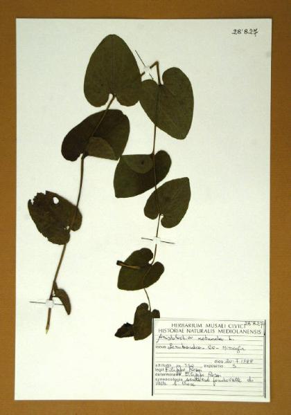 Aristolochia rotunda L.