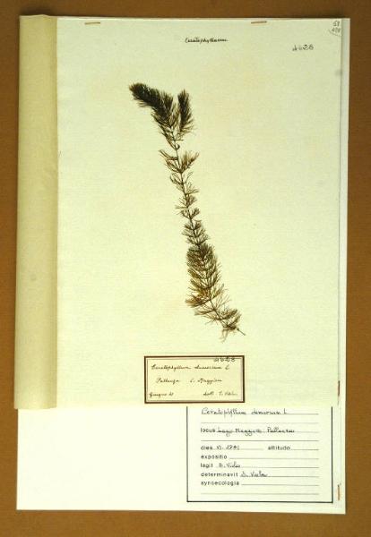 Ceratophyllum demersum L.