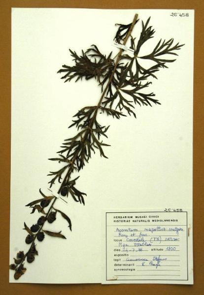 Aconitum napellus L. subsp. vulgare Rouy et Fouc.