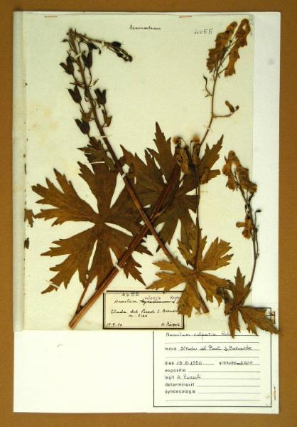 Aconitum vulparia Rchb.