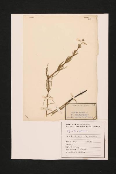 Equisetum palustre L. var. verticillatum Milde f. breviramosum Klinge