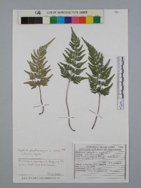Asplenium adiantum-nigrum L. subsp. adiantum-nigrum