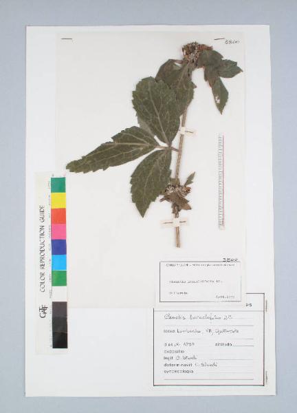 Clematis heracleifolia DC.