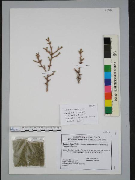 Cedrus libani A.Rich. subsp. stenocoma (O.Schwarz) Greuter & Burdet