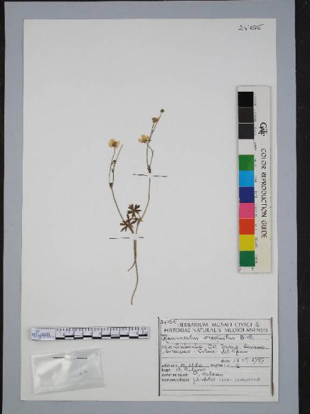 Ranunculus oreophilus Bieb.
