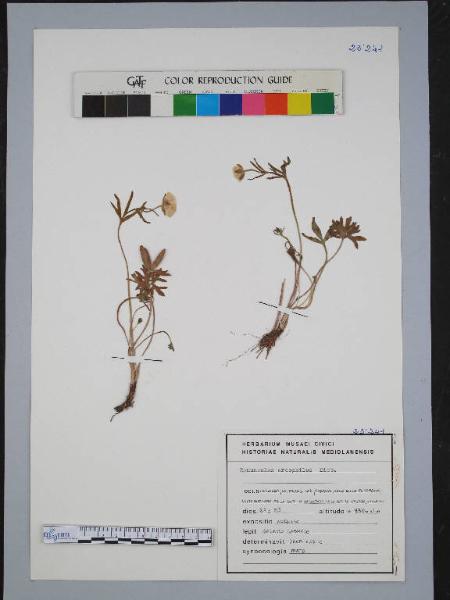 Ranunculus oreophilus Bieb.