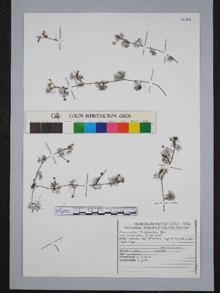 Ranunculus trichophyllus Chaix ssp. eradicatus (Laest.) Cook