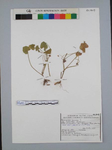 Ranunculus ficaria L. subsp. bulbilifer Lambinon