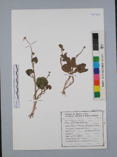 Ranunculus ficaria L. subsp. bulbilifer Lambinon