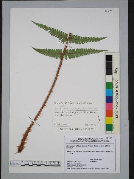 Dryopteris affinis (Lowe) Fraser-Jenk. subsp. affinis