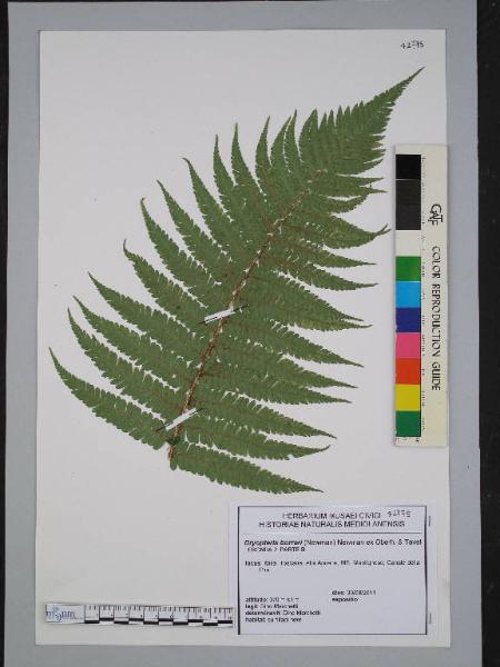 Dryopteris borreri (Newman) Newman ex Oberh. & Tavel
