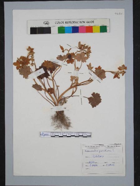 Ranunculus parviflorus L.