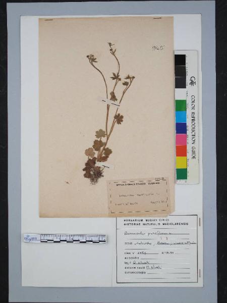 Ranunculus parviflorus L.