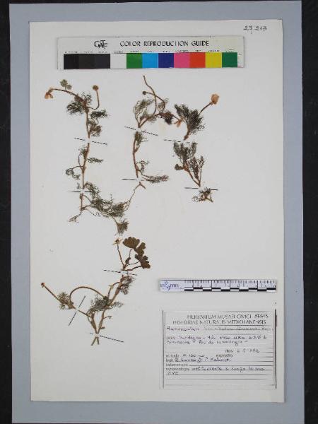 Ranunculus penicillatus (Dumort.) Bab.