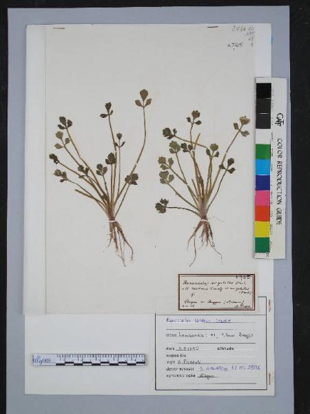 Ranunculus sardous Crantz