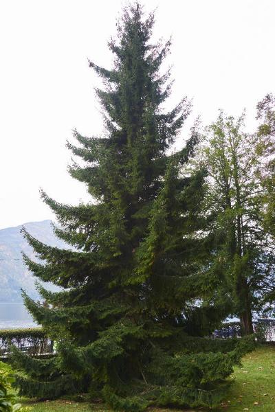 Picea orientalis (L.) Peterm.
