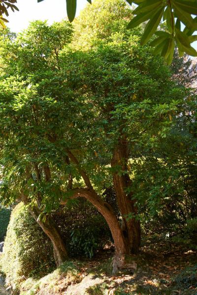 Rhododendrom arboreum Sm.