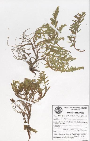 Hyssopus officinalis L. subsp officinalis