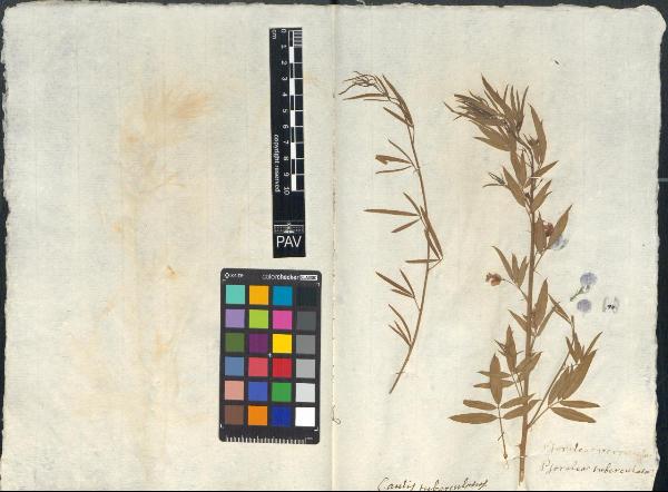 Psoralea verrucosa Willd. ex Spreng.

Psoralea tuberculata Cav. ex Steud