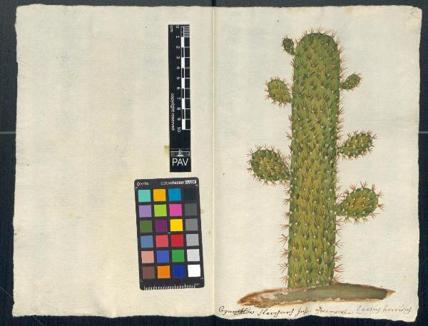Cactus horridus Salisb.