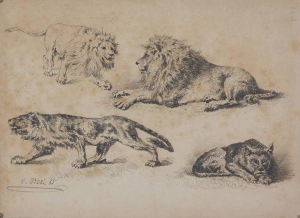 Gruppo di quattro leoni