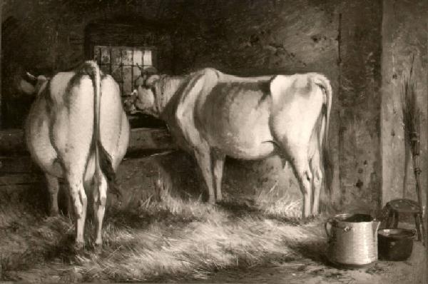 Mucche in una stalla