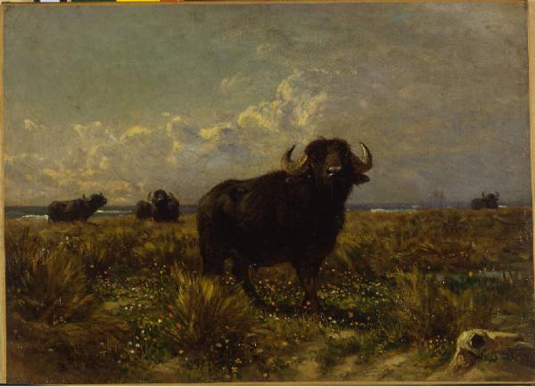 Bufali nella campagna romana
