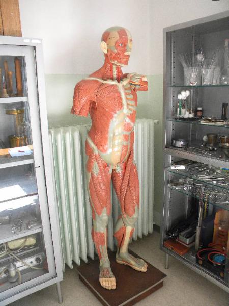 Modello anatomico - medicina e biologia