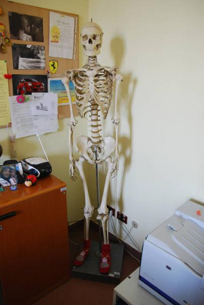 Modello anatomico di scheletro umano - medicina e biologia