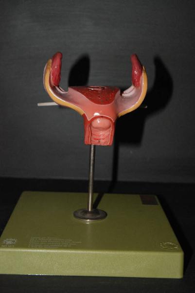 Modello anatomico di utero con embrione - medicina e biologia