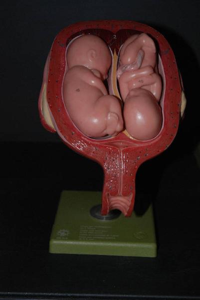 Modello anatomico di utero con feto - medicina e biologia
