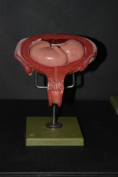 Modello anatomico di utero con feto - medicina e biologia