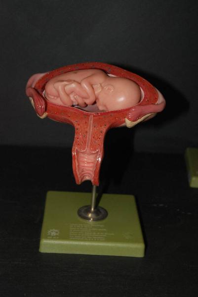 Modello anatomico di utero con feto - medicina e biologia
