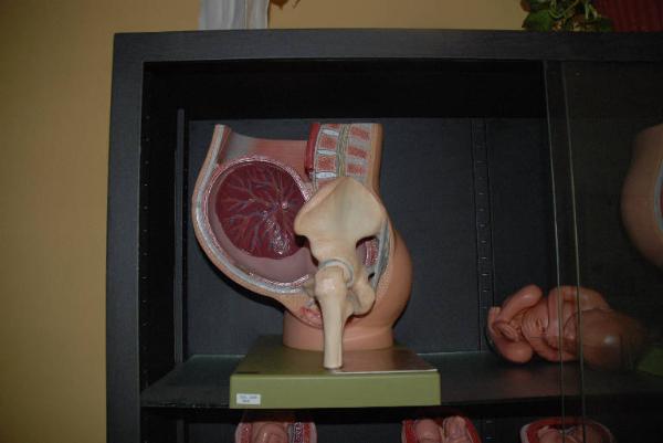 Modello anatomico di utero con feto - medicina e biologia