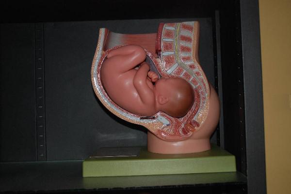 Modello anatomico di utero con feto - medicina e biologia