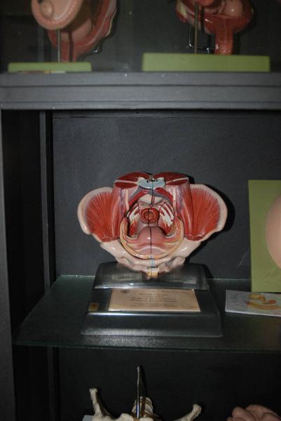 Modello anatomico di pelvi femminile - medicina e biologia