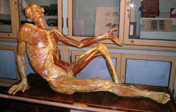 Statua del sistema dei vasi linfatici superficiali - ceroplasma anatomico maschile - medicina e chirurgia