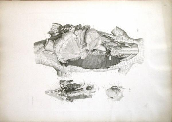 Tavola anatomica di animale del XIX secolo