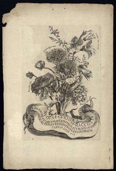 Nuova e curiosa raccolta di piÃ¹ vaghi fiori immitati dal naturale in Parigi da I. Belli al presente dati in luce in Roma da Carlo Losi 1773