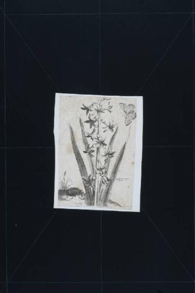 Album con studi di fiori