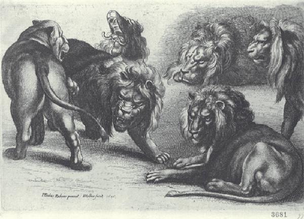 Studi di leoni