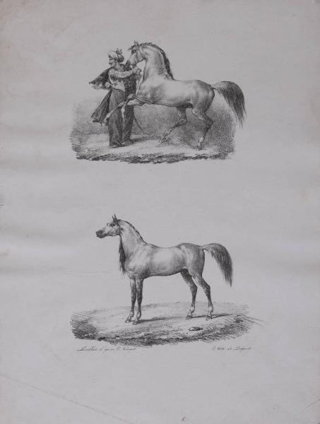 Cavallo con cavaliere che tiene le briglie e cavallo