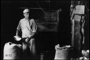 Interno del mulino. Il mugnaio Carlo Zaina riempie i sacchi di farina.