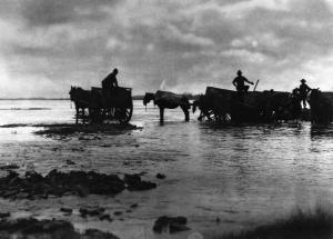 Remaioli sul fiume Po. Quattro carri con cavalli e operai durante i lavori di carico della sabbia.