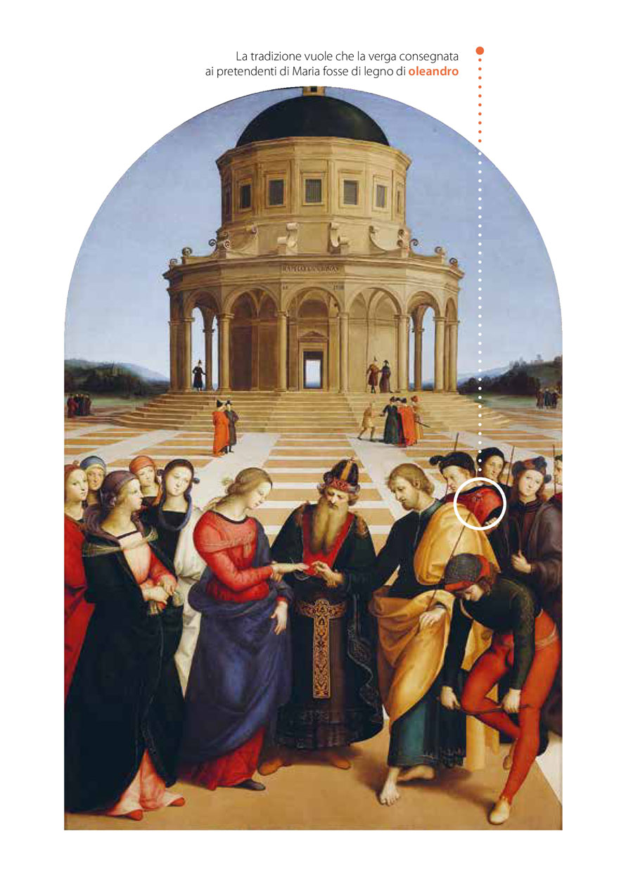 Didascalia: Pagina del libretto-guida del percorso dedicata allo Sposalizio della Vergine, 1504, di Raffaello Sanzio e oleandro (Nerium oleander L.)