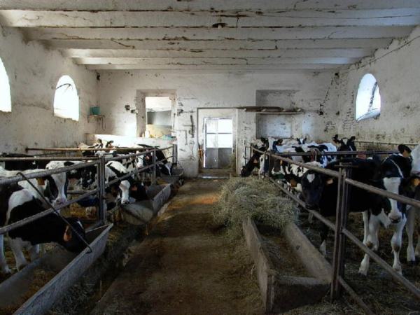 Stalla delle allieve bovine della cascina Castello di Carpiano