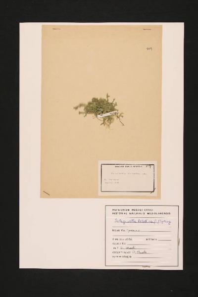 Selaginella helvetica (L.) Spring
