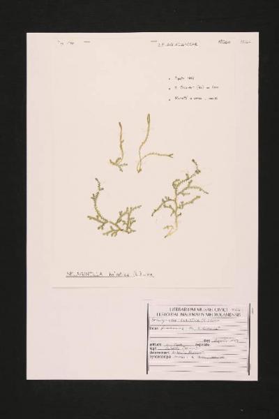Selaginella helvetica (L.) Link